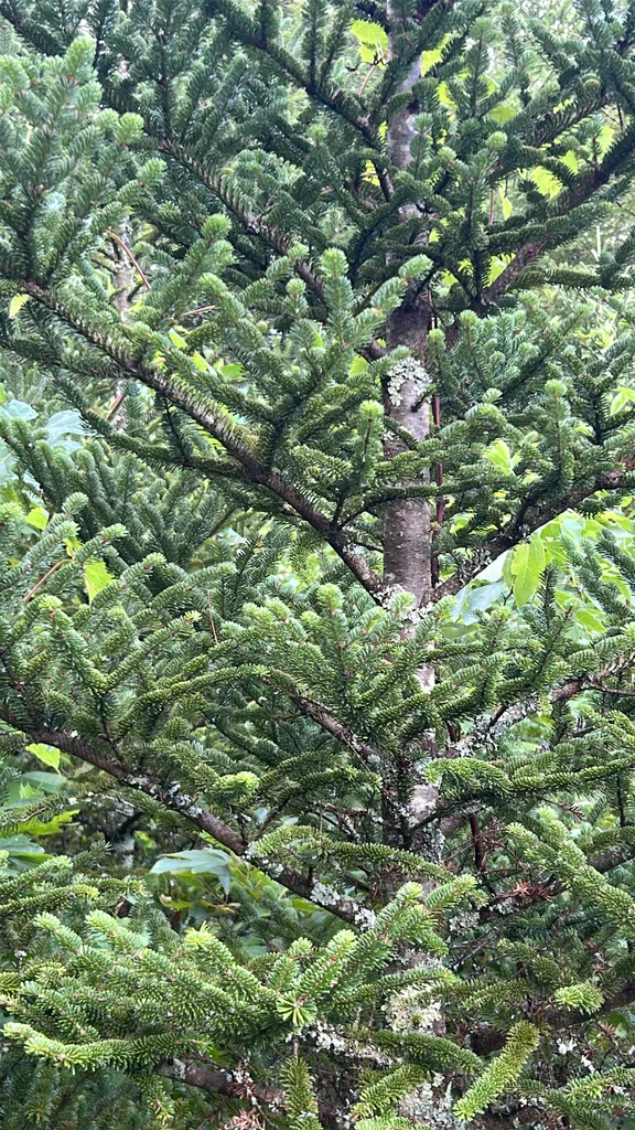 Abies Fraseri