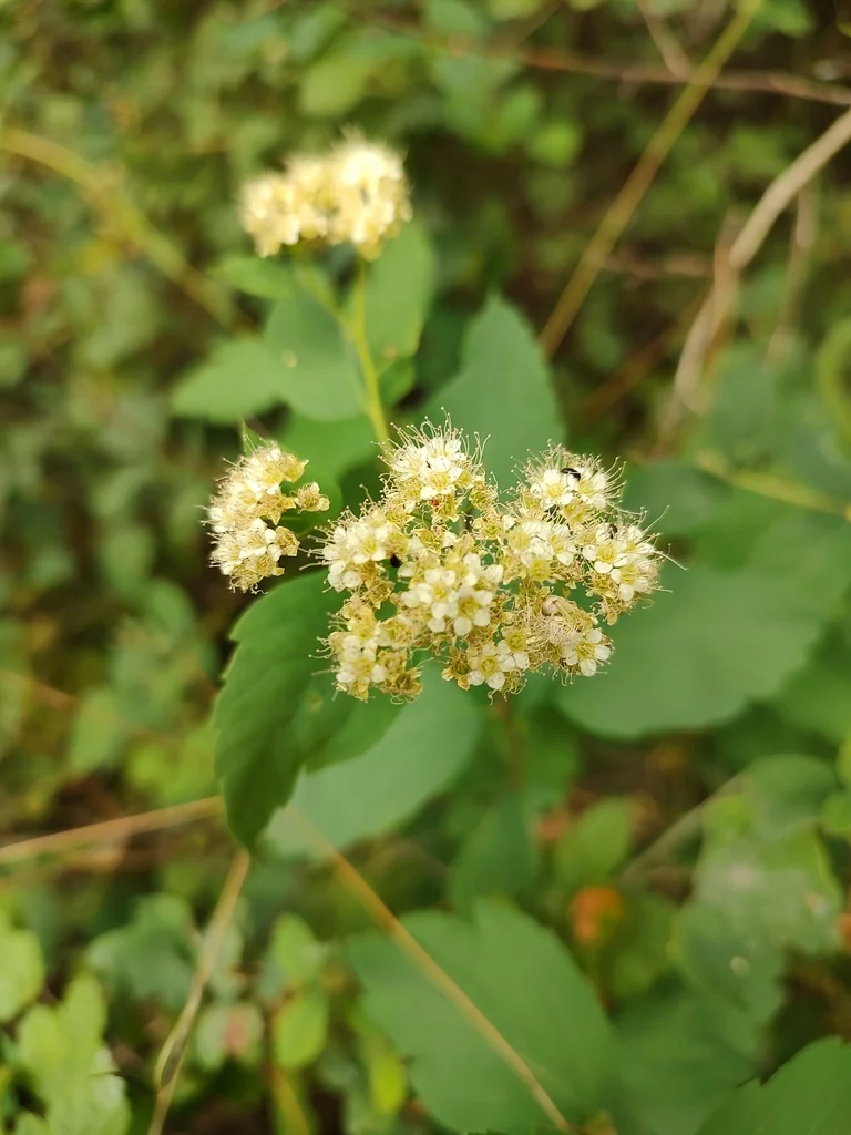 Spiraea Betulifolia Var. Lucida