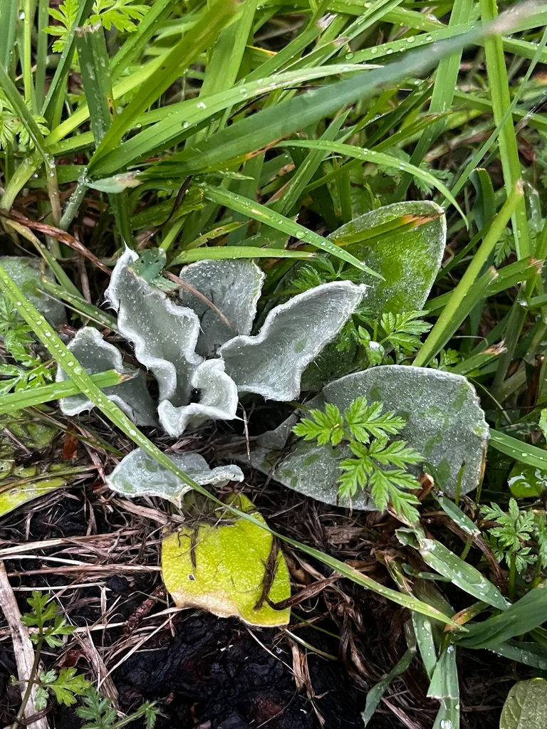 Lychnis Coronaria