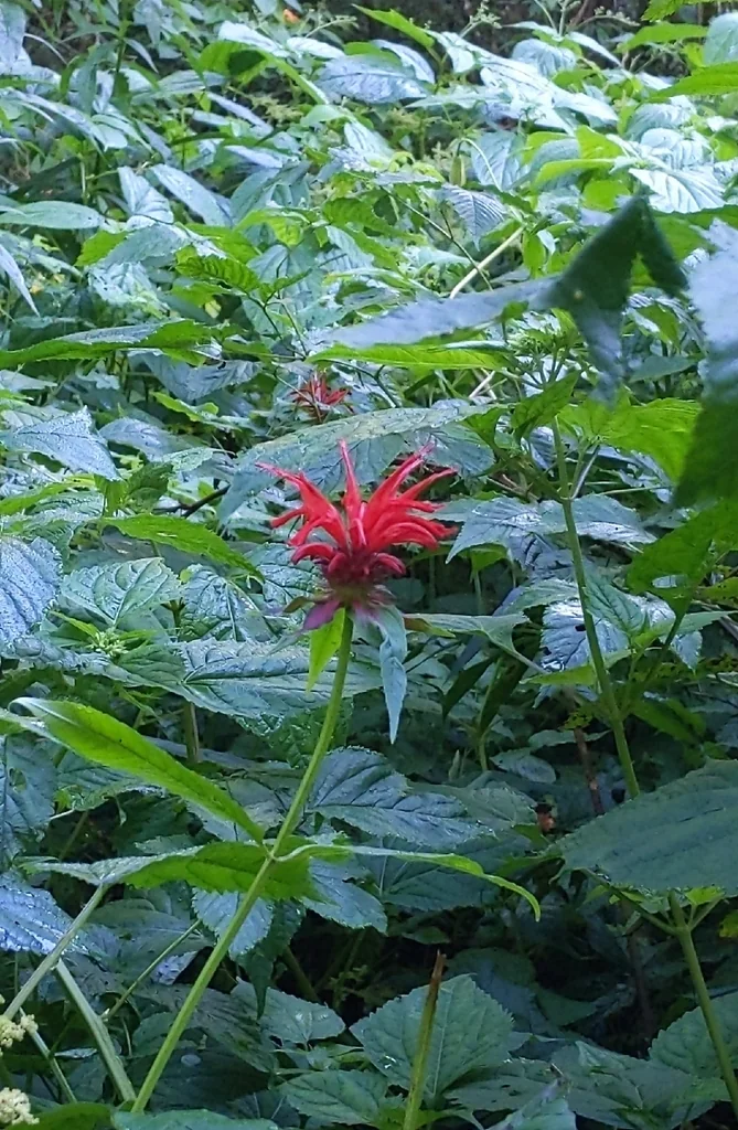 Monarda didyma