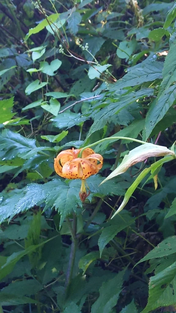 Lilium Superbum