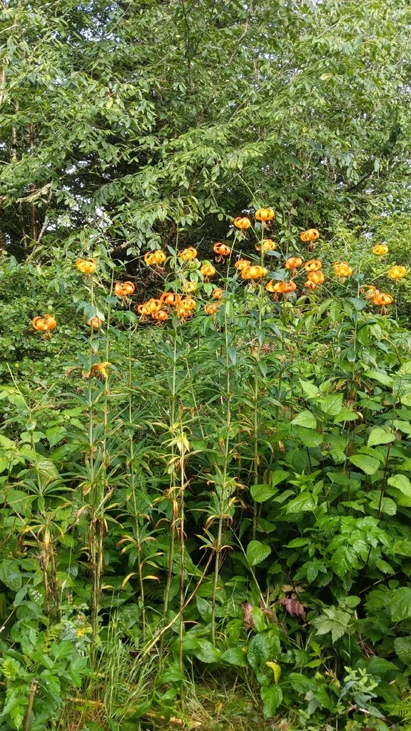 Lilium Superbum