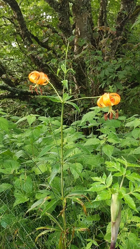 Lilium Superbum