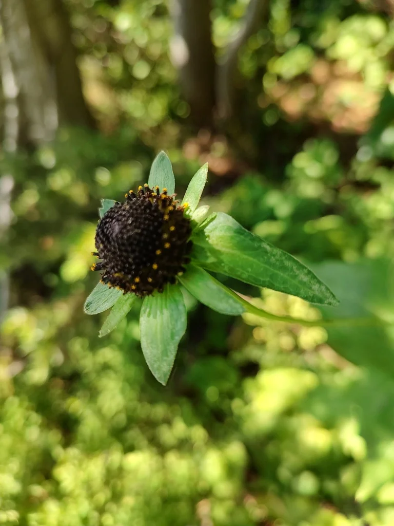 Rudbeckia Occidentalis