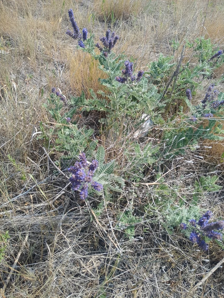 Amorpha Canescens