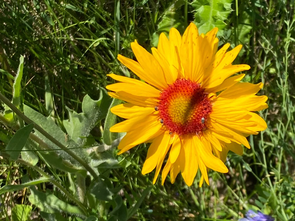 Gaillardia Aristata