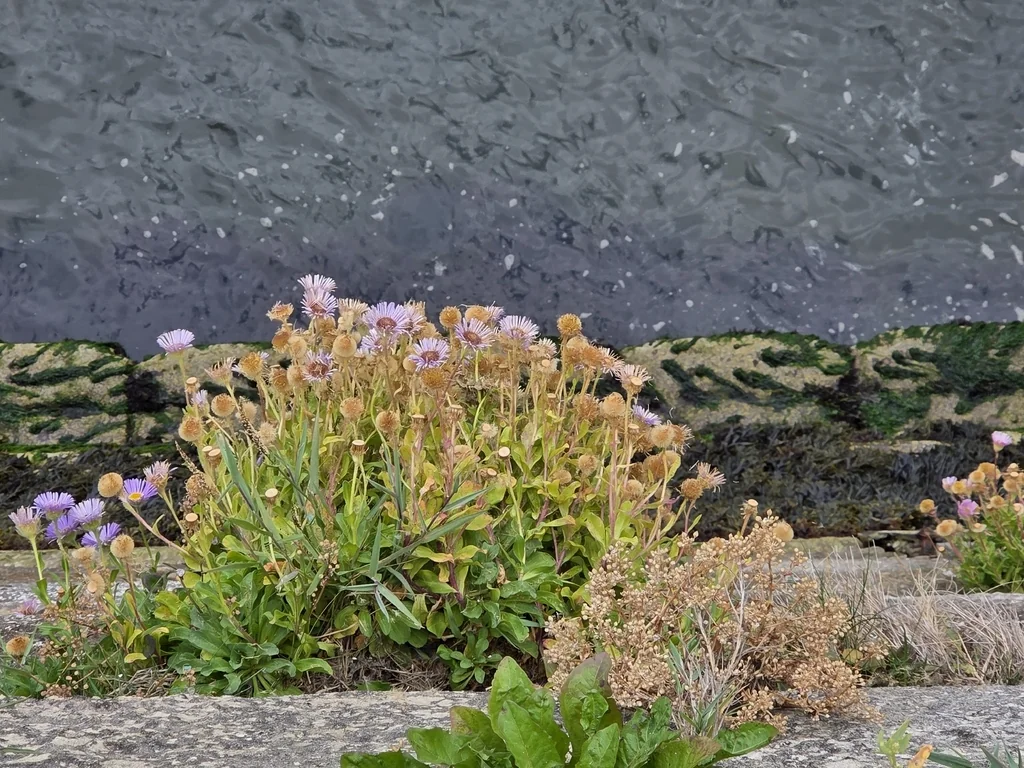 Erigeron Glaucus