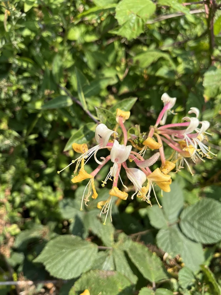 Lonicera periclymenum