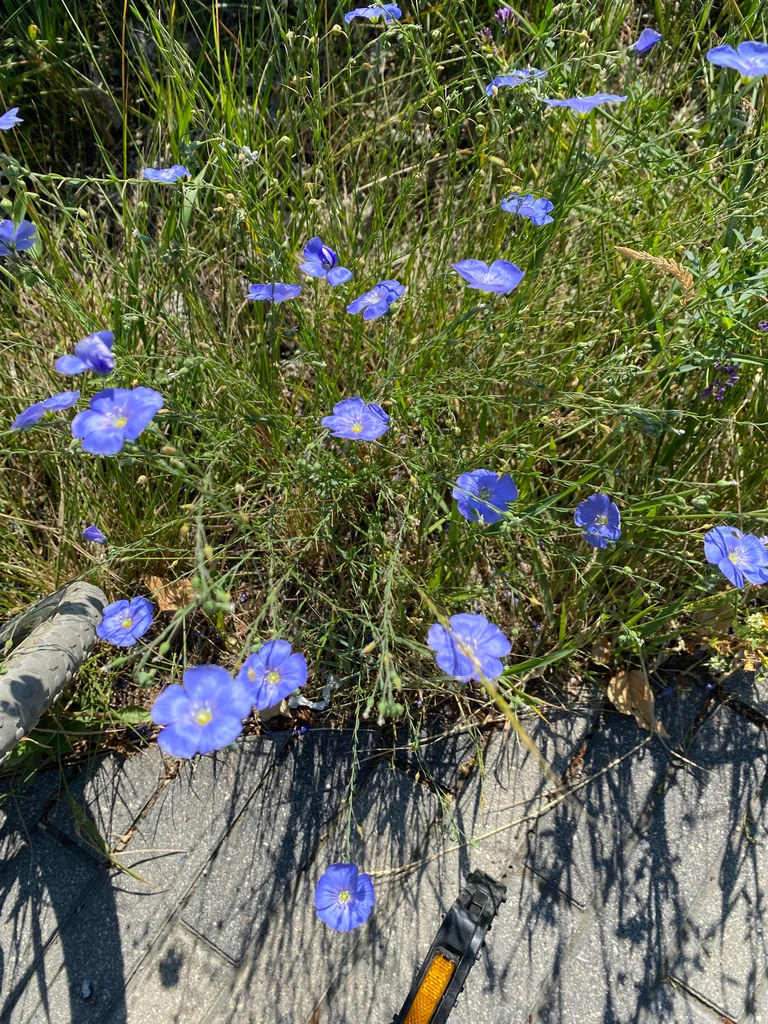 Linum Lewisii