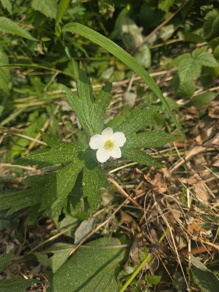 Anemone Canadensis