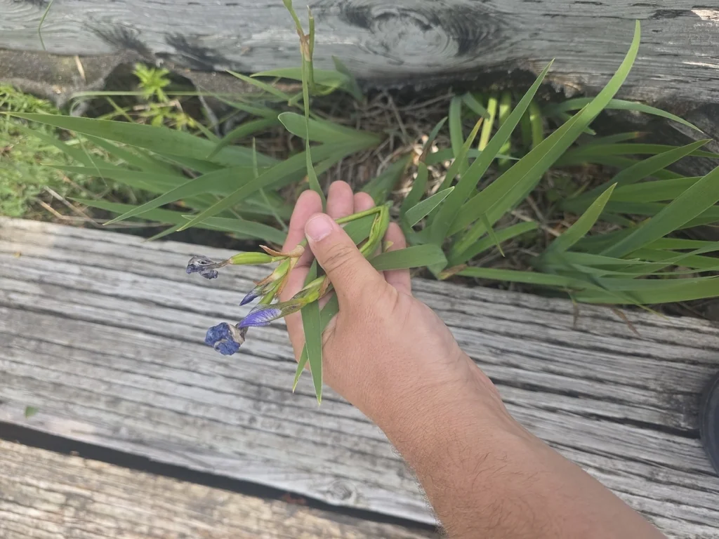 Iris Versicolor