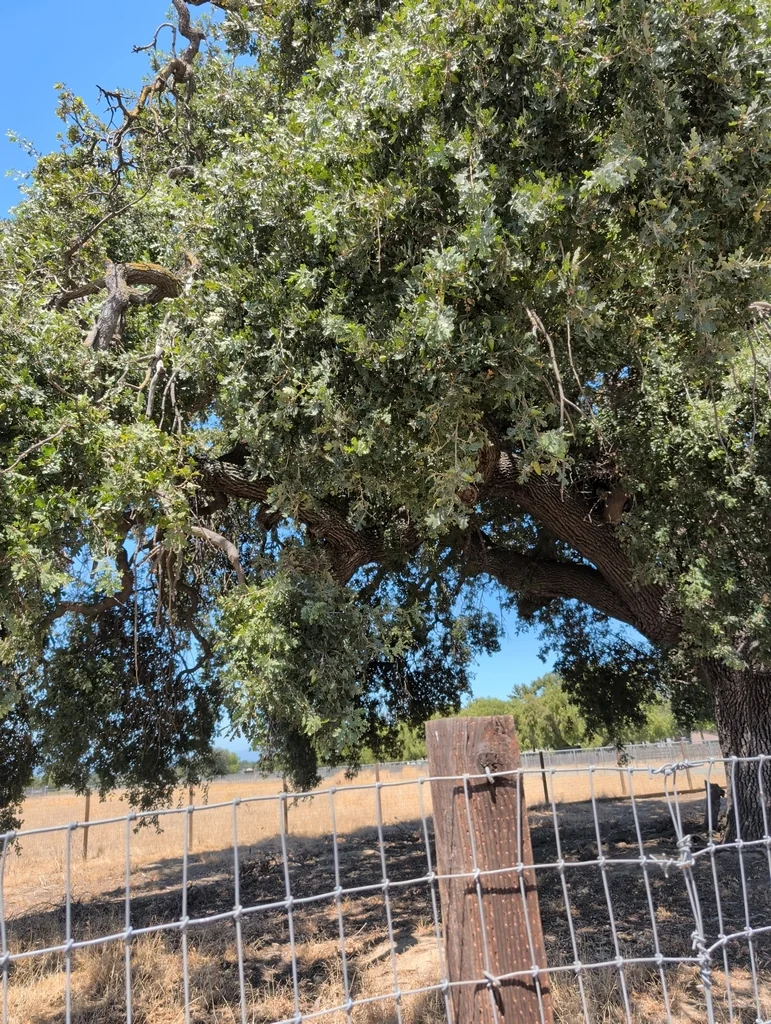 Quercus Lobata