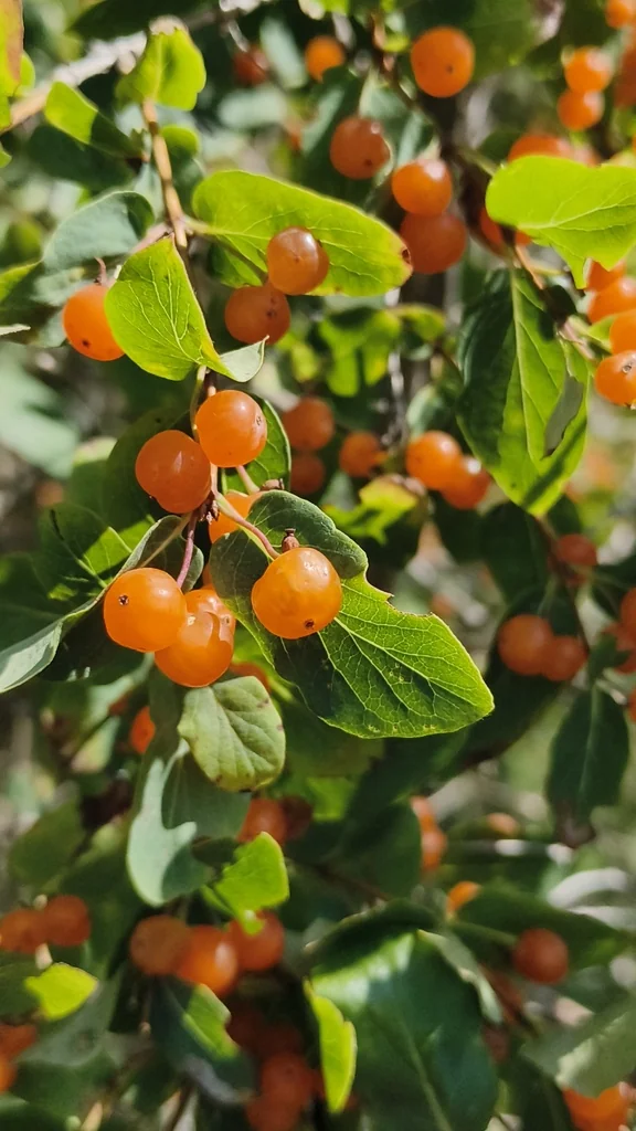 Lonicera Tatarica
