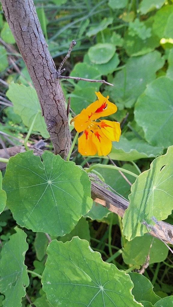Tropaeolum Majus