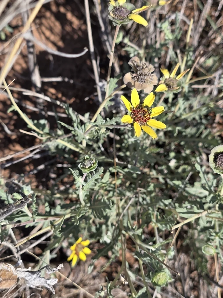 Berlandiera Lyrata
