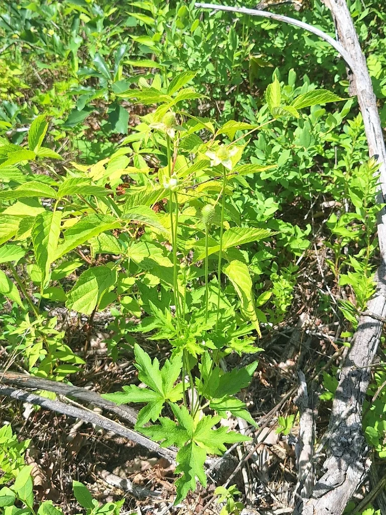 Anemone Virginiana
