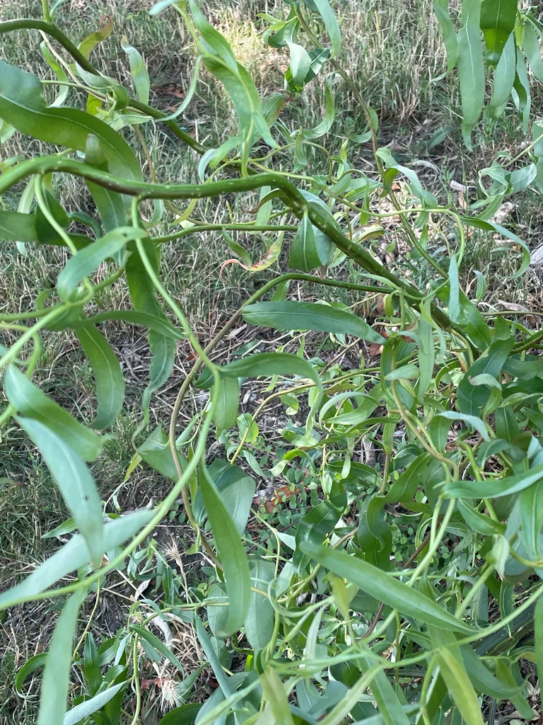 Salix Babylonica