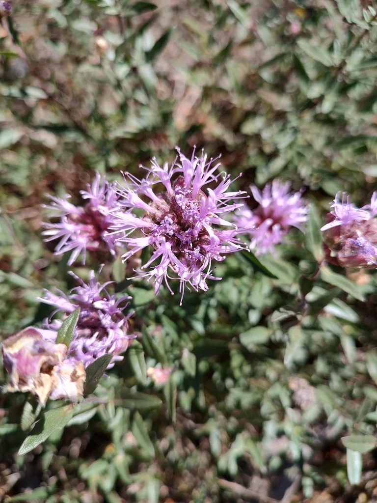 Monardella Odoratissima