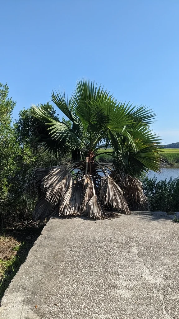 Washingtonia Robusta