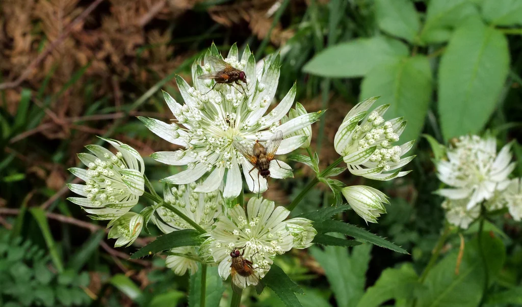Astrantia Major