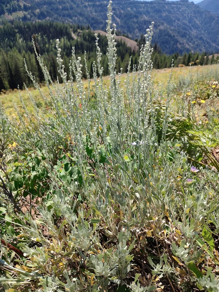 Artemisia Tridentata