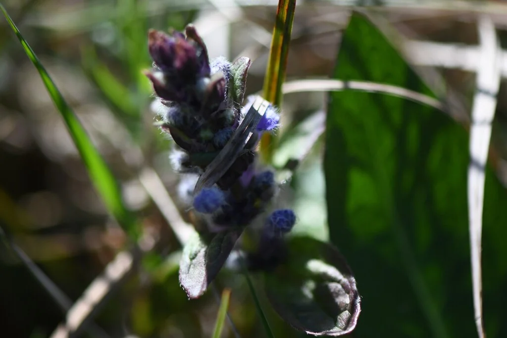 Ajuga Reptans