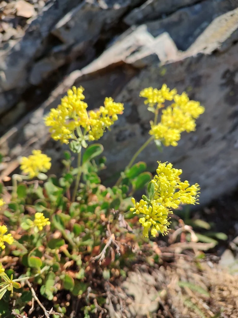 Eriogonum Umbellatum