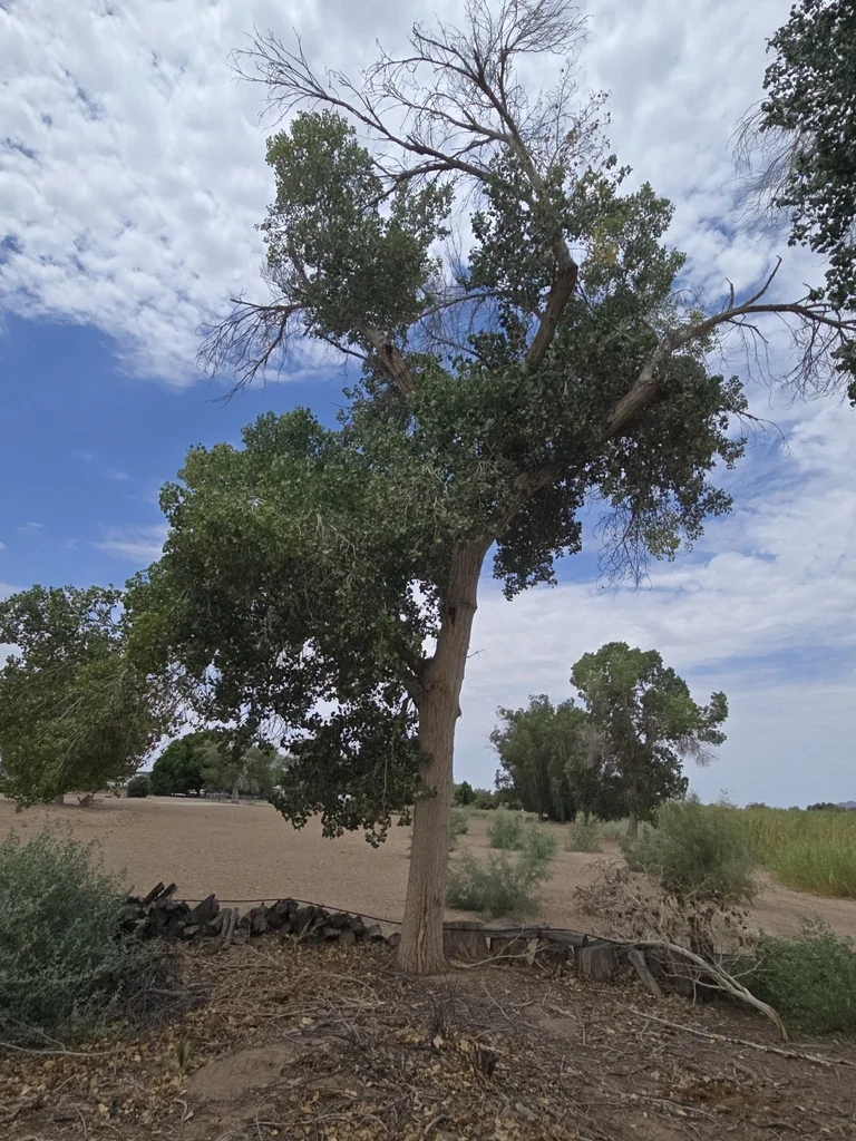 Populus Fremontii