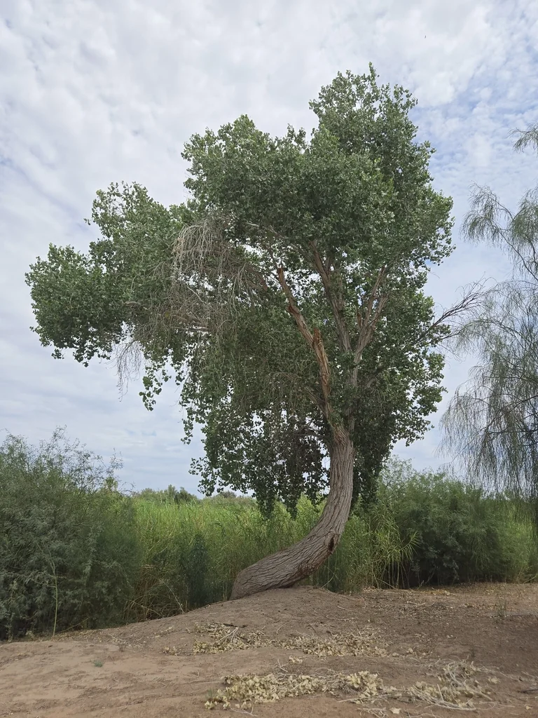 Populus Fremontii