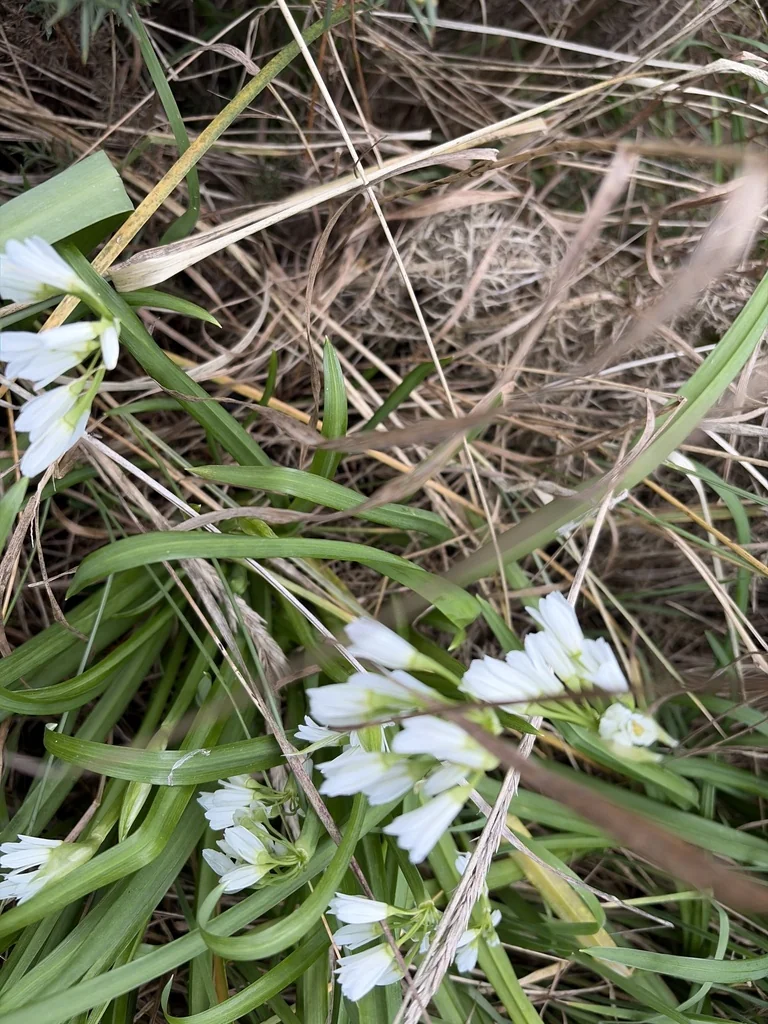 Allium Triquetrum