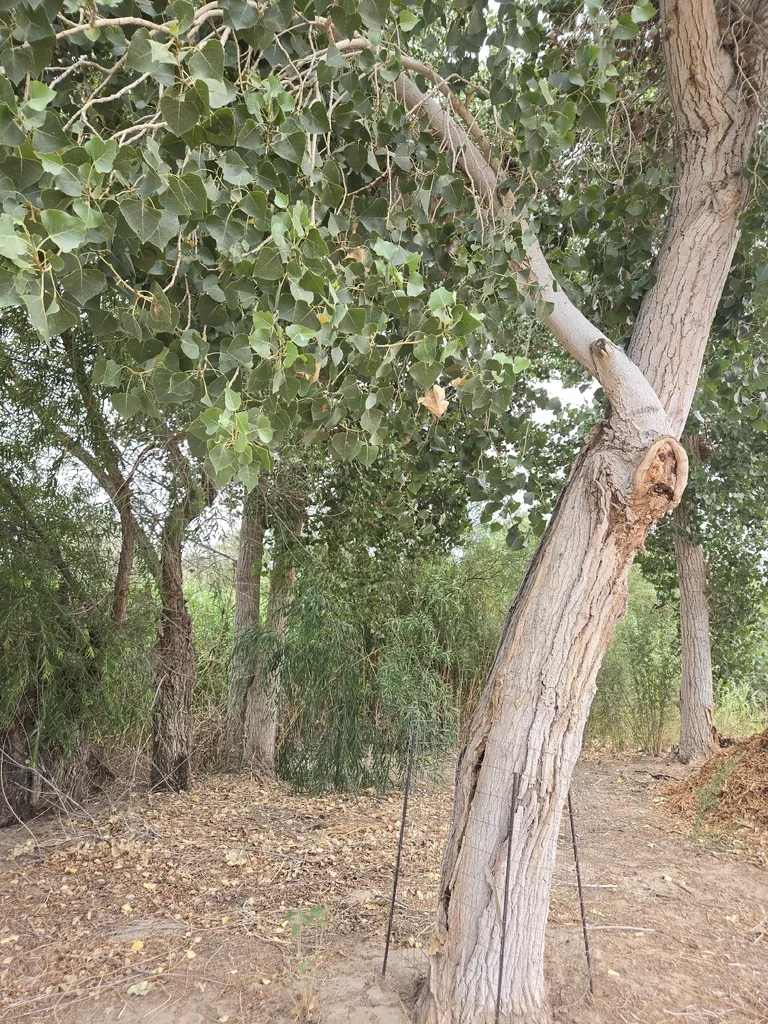 Populus Fremontii
