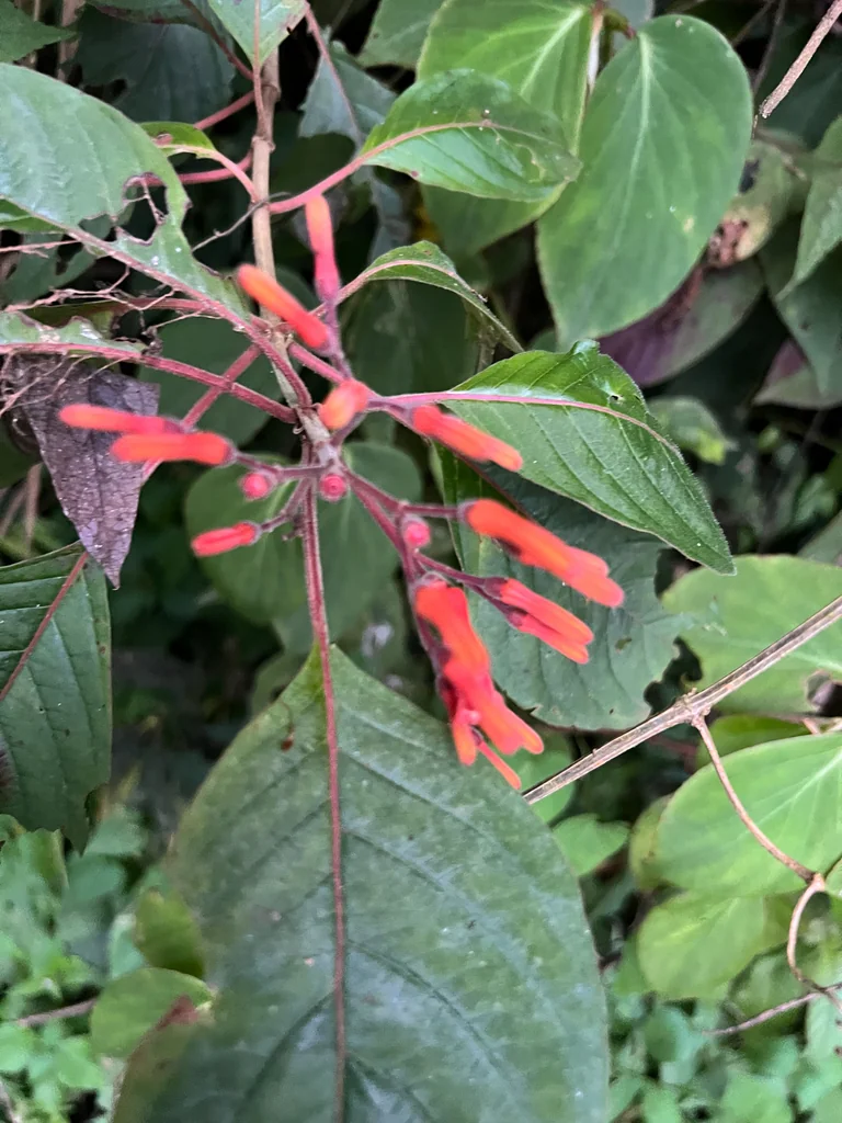 Hamelia Patens