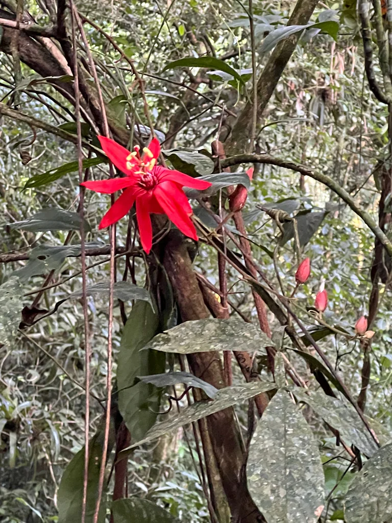 Passiflora Vitifolia