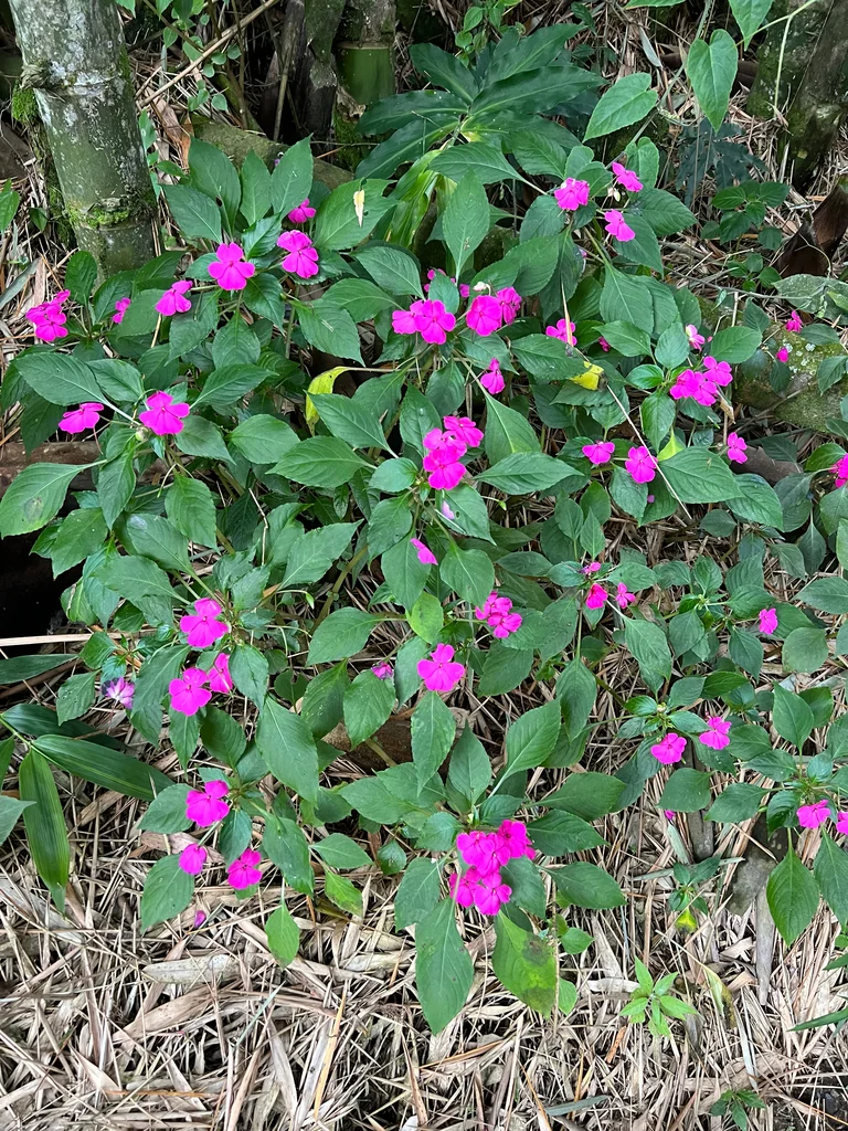 Impatiens walleriana