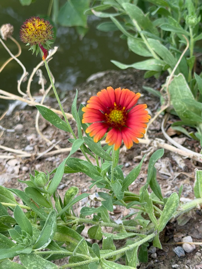Gaillardia Pulchella