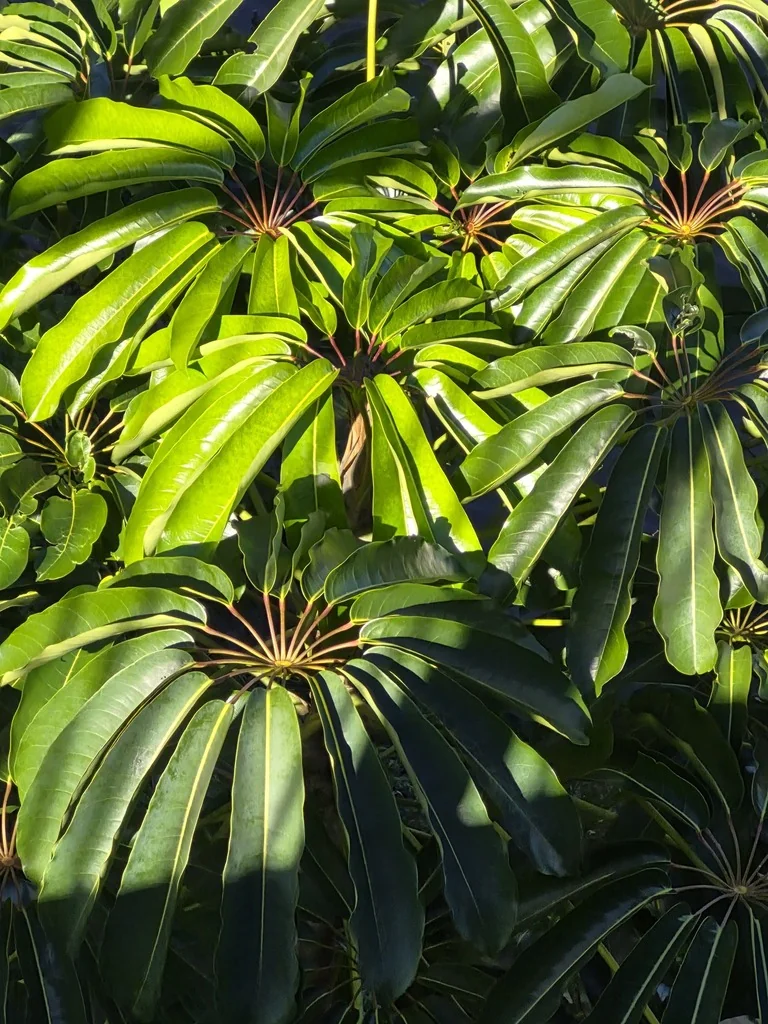 Schefflera Actinophylla