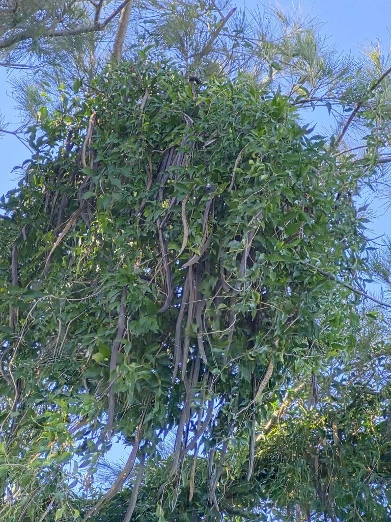 Macfadyena Unguis-Cati