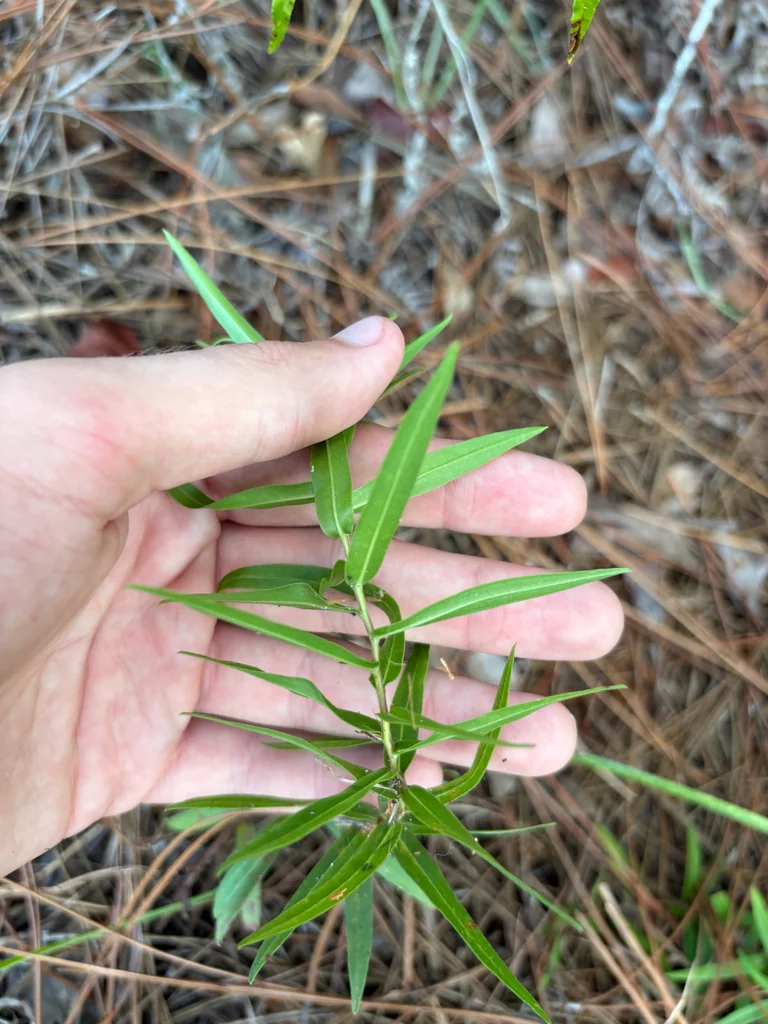 Solidago Odora
