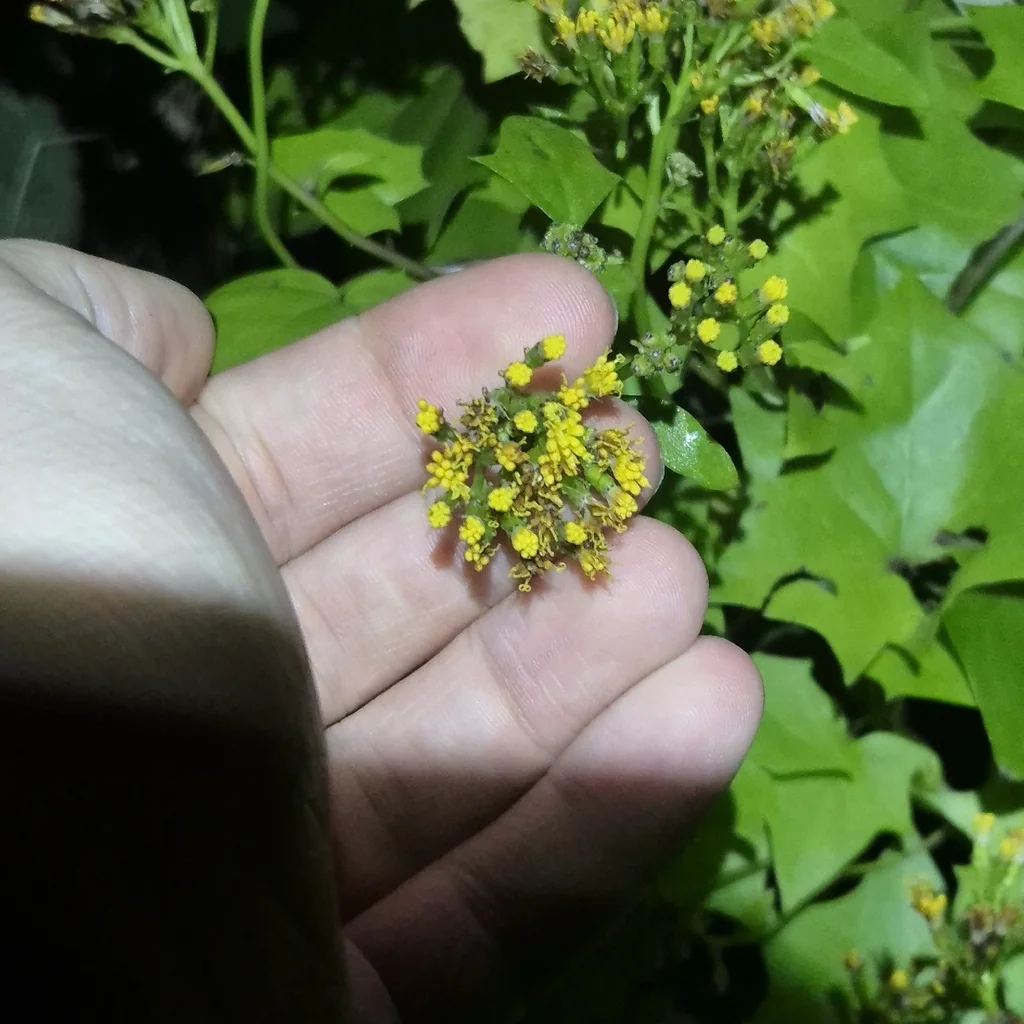 Senecio Confusus