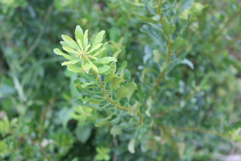 Morella Cerifera