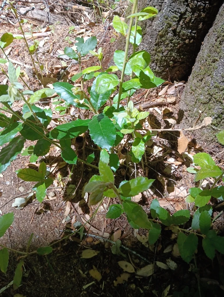 Notholithocarpus Densiflorus