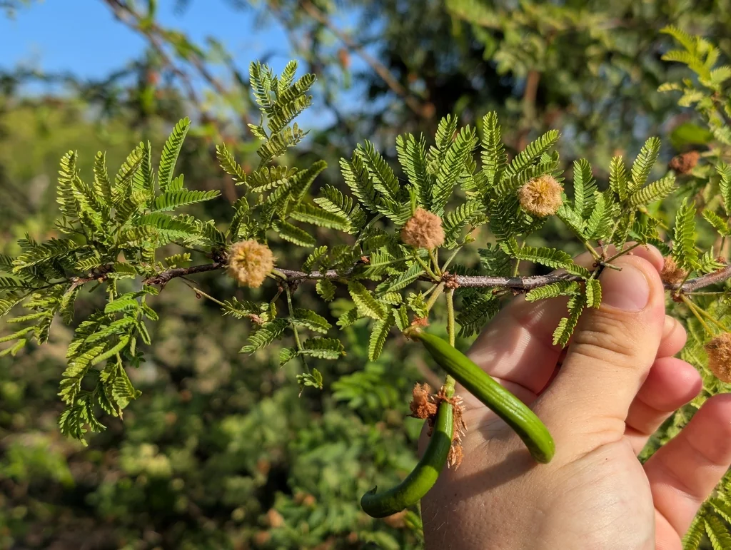 Acacia Farnesiana