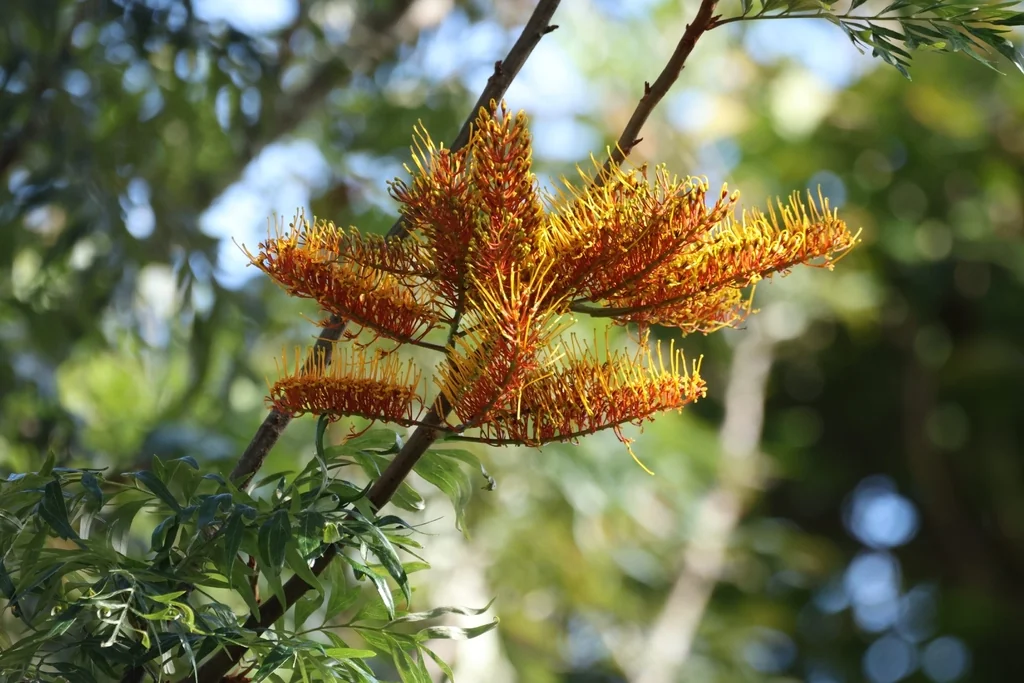 Grevillea Robusta
