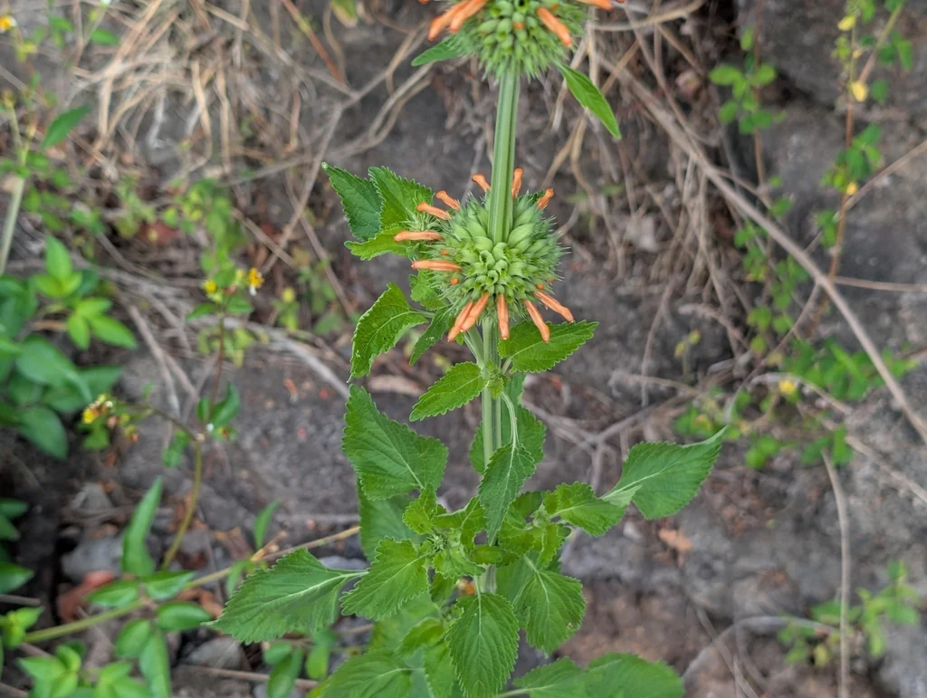 Leonotis Nepetifolia