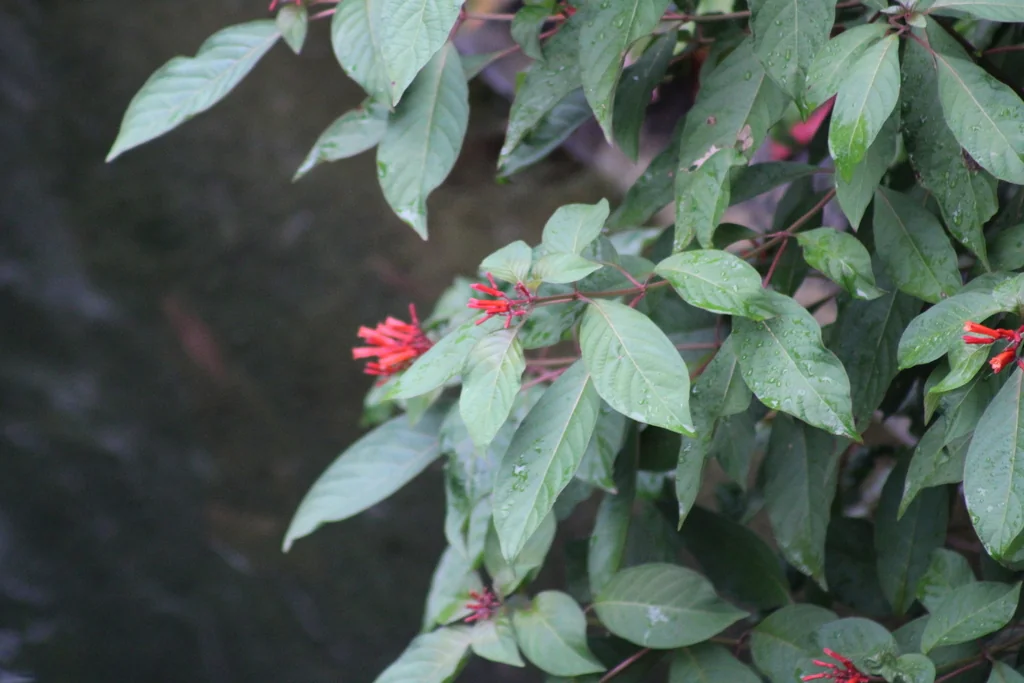 Hamelia patens
