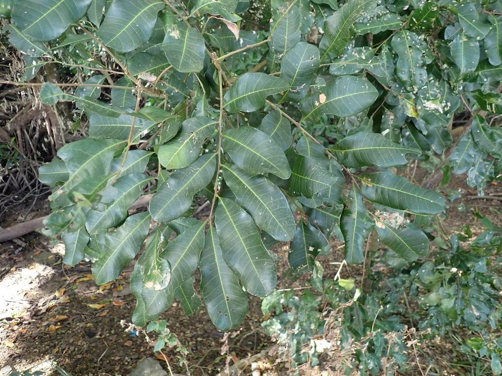 Cupaniopsis Anacardioides