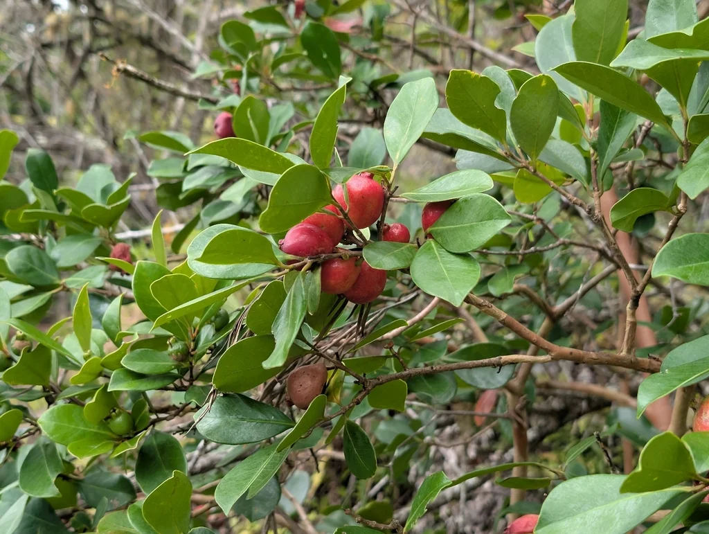 Psidium Cattleianum