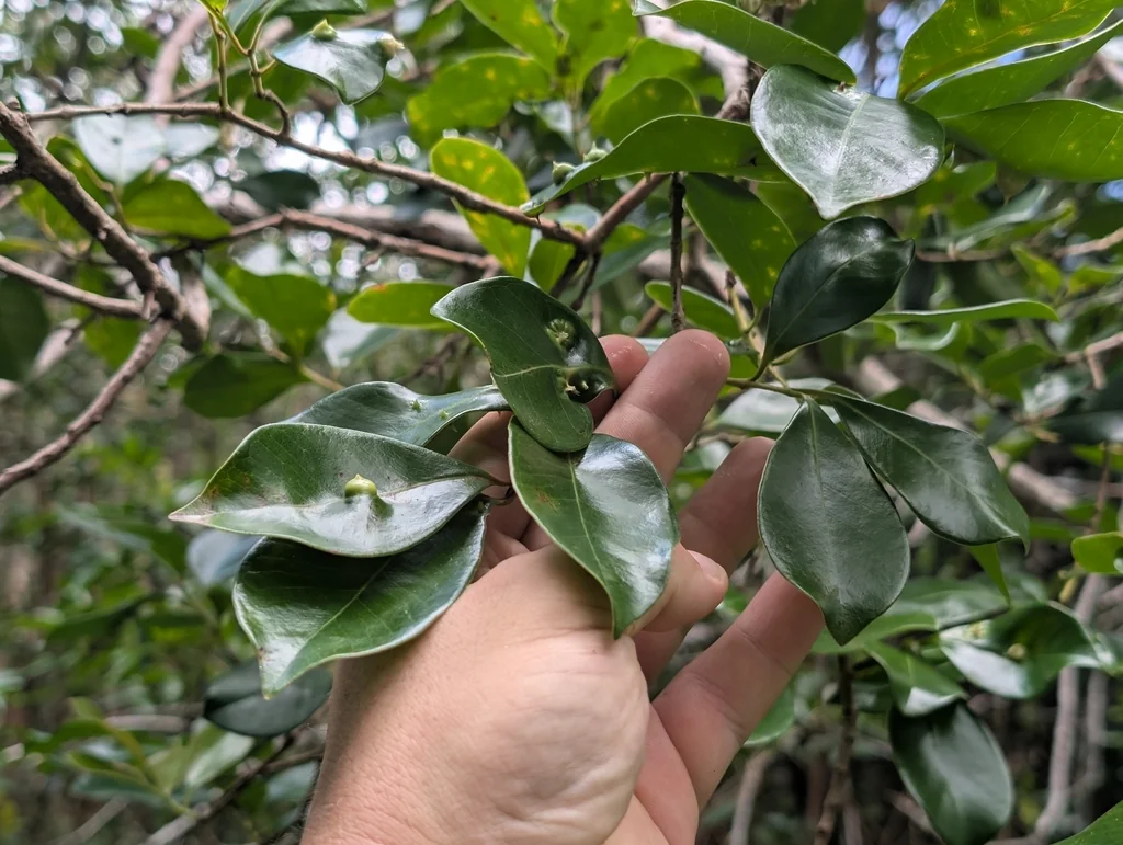 Psidium Cattleianum