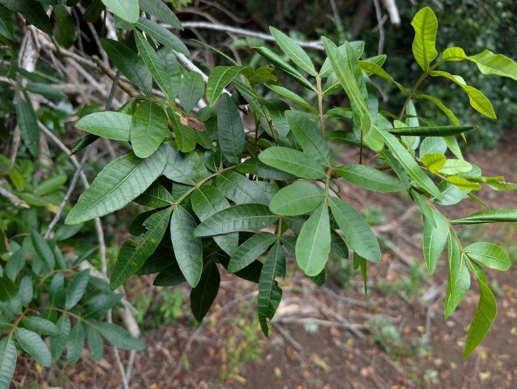 Schinus Terebinthifolius