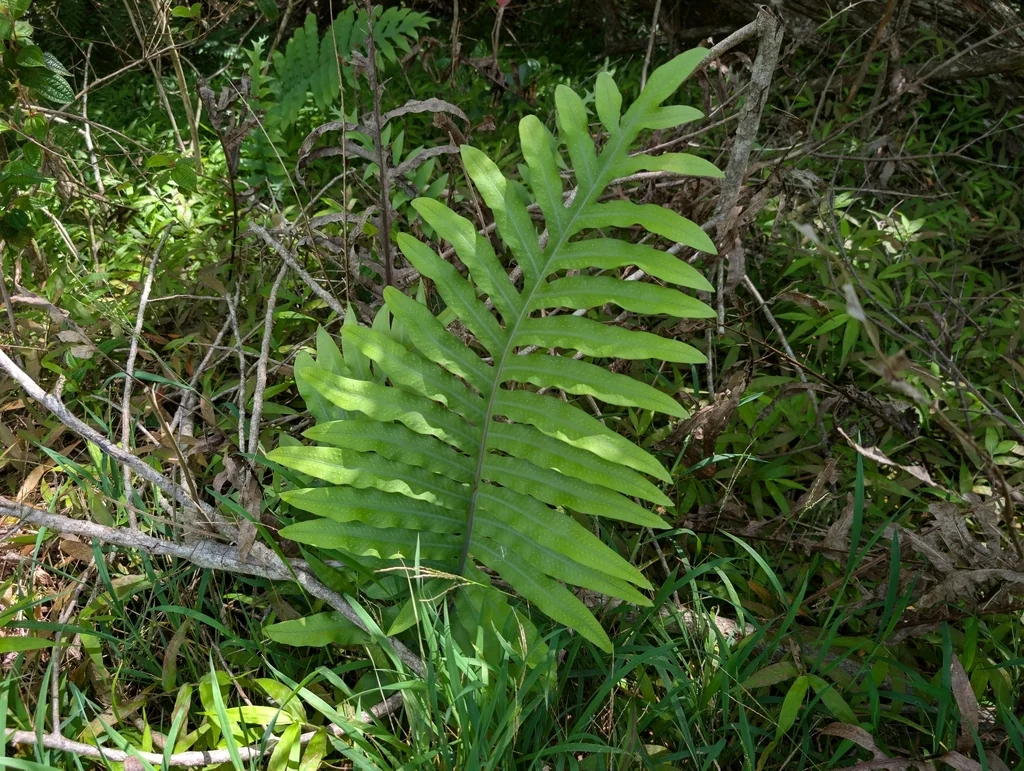 Phlebodium Aureum